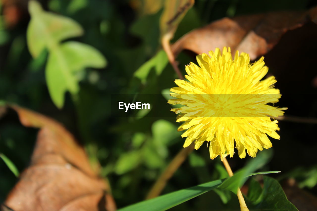 CLOSE-UP OF YELLOW FLOWER