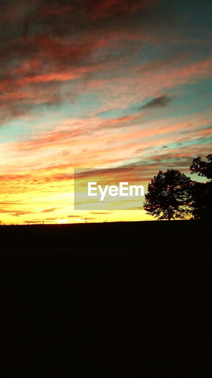 SILHOUETTE OF TREES AT SUNSET