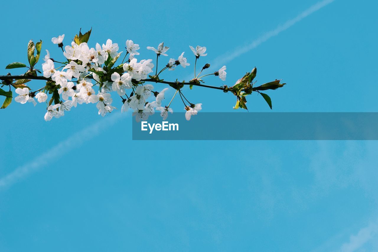 LOW ANGLE VIEW OF BIRDS ON BRANCH AGAINST BLUE SKY