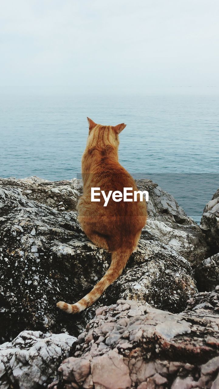 Rear view of cat on rock by sea against sky