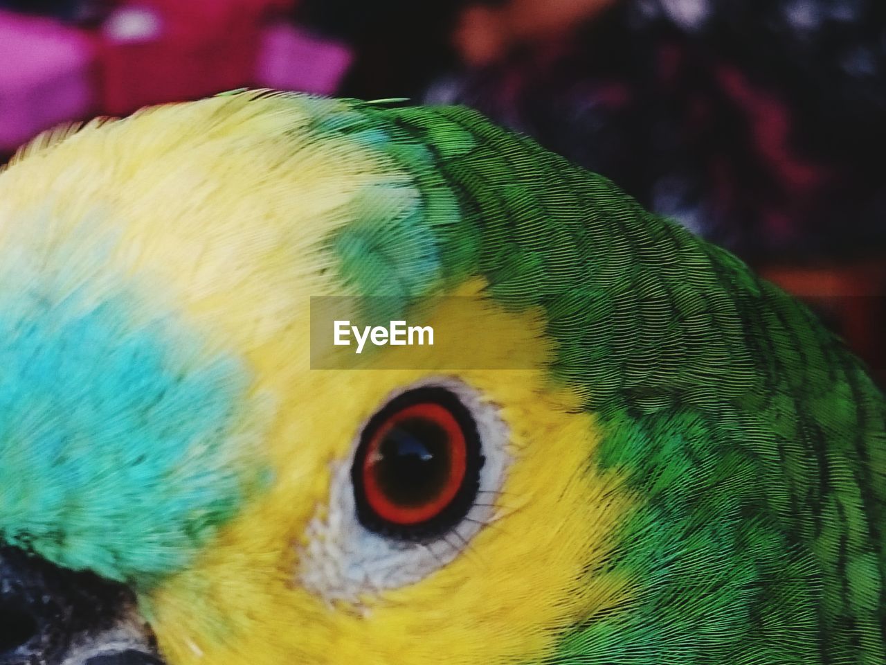 EXTREME CLOSE UP OF YELLOW PARROT