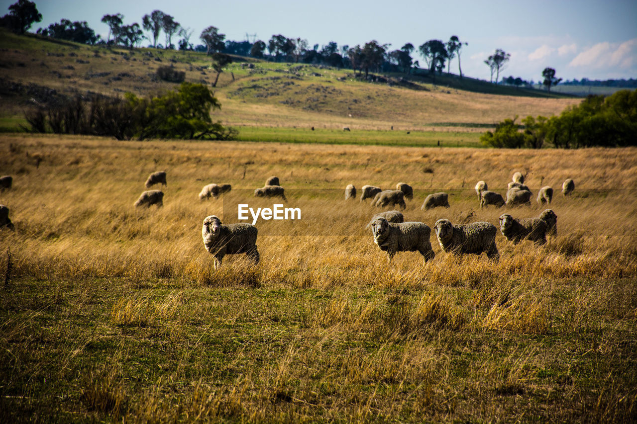 Flock of sheep on field