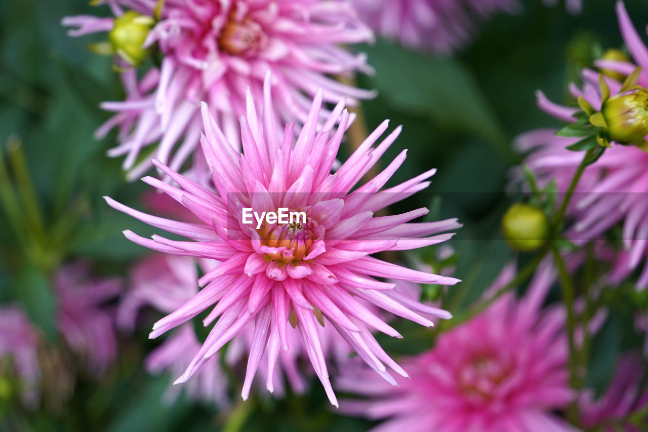 flower, flowering plant, plant, beauty in nature, freshness, close-up, pink, nature, flower head, petal, fragility, purple, inflorescence, macro photography, growth, aster, no people, focus on foreground, summer, blossom, outdoors, botany, magenta, wildflower, selective focus, springtime, ice plant, garden, animal, animal themes, food, day, animal wildlife