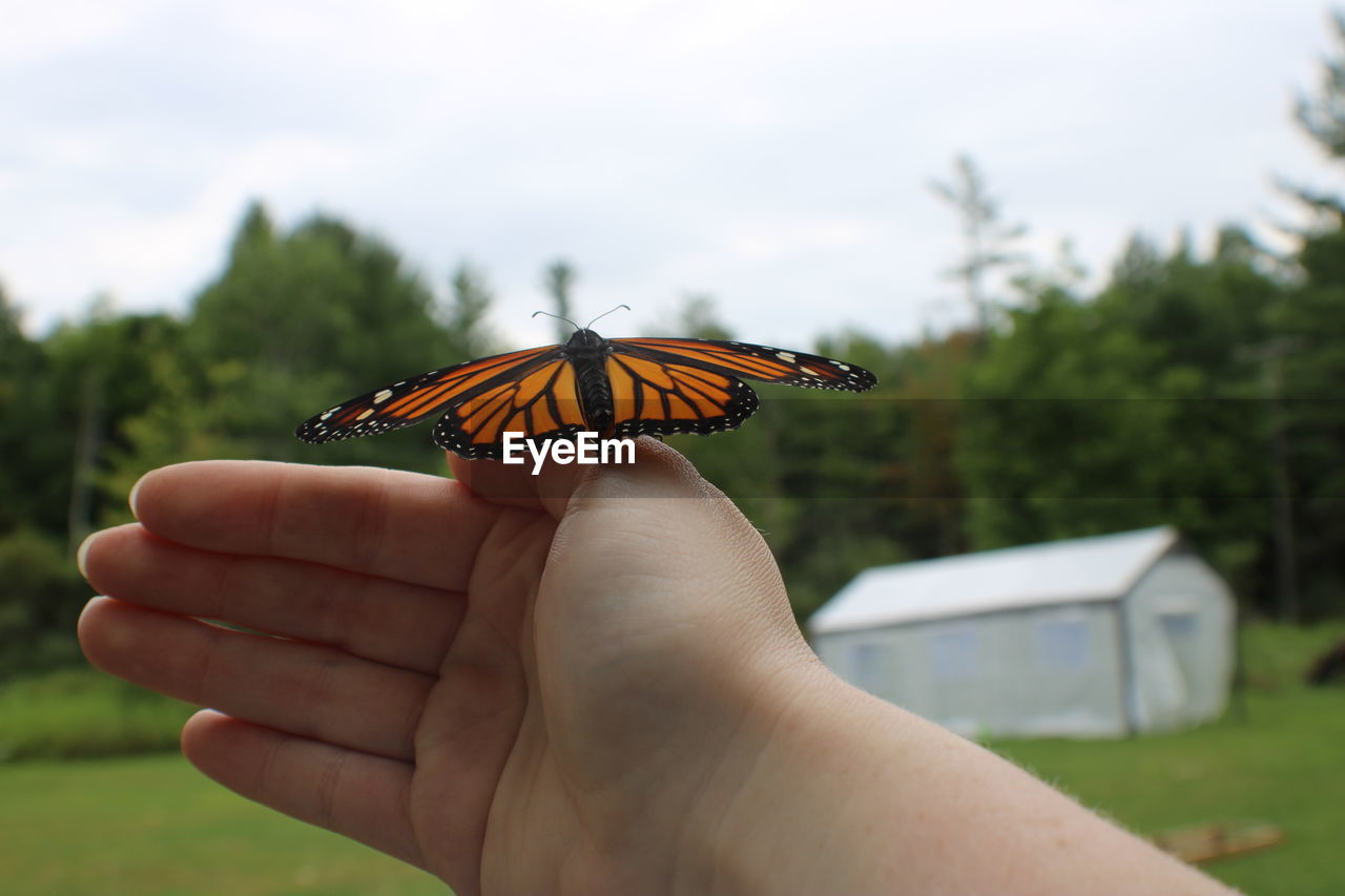 BUTTERFLY ON HAND HOLDING LEAF