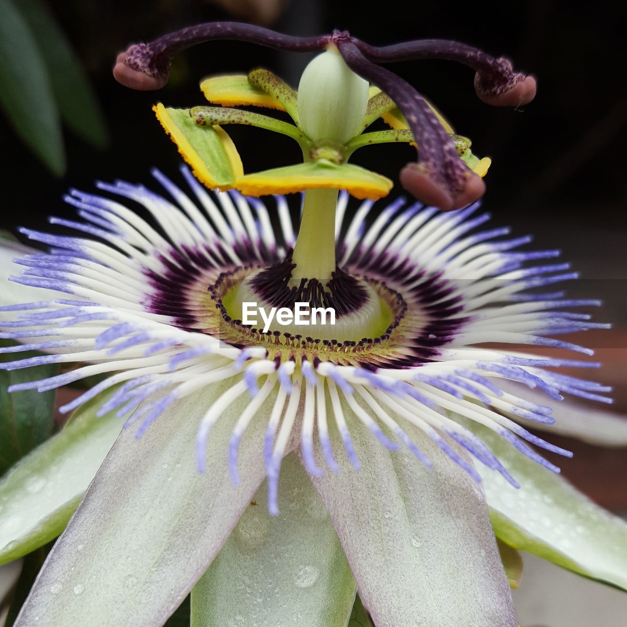 CLOSE-UP OF FRESH PASSION FLOWER