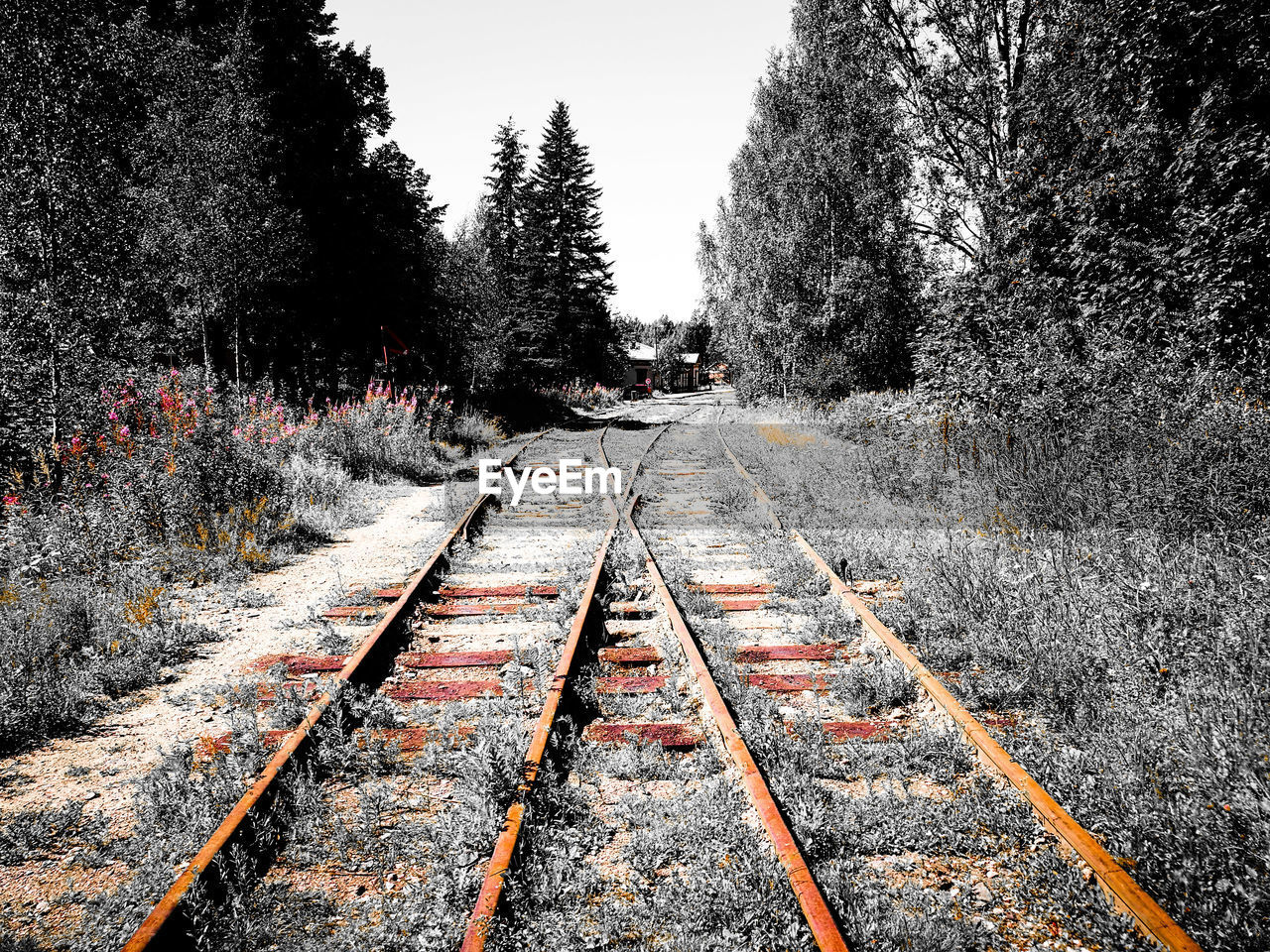 RAILROAD TRACKS IN WINTER