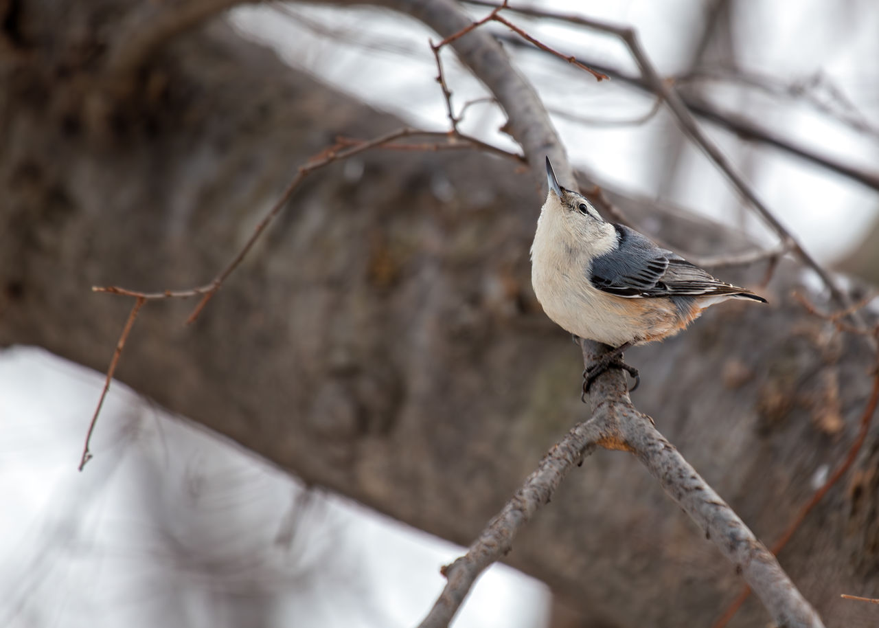 close-up of bird perching on tree