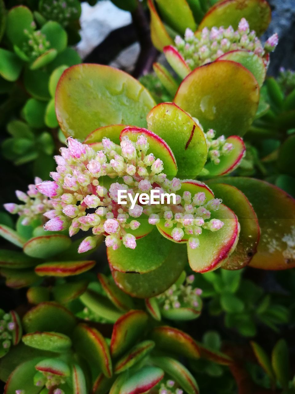 CLOSE-UP OF PLANT WITH WATER