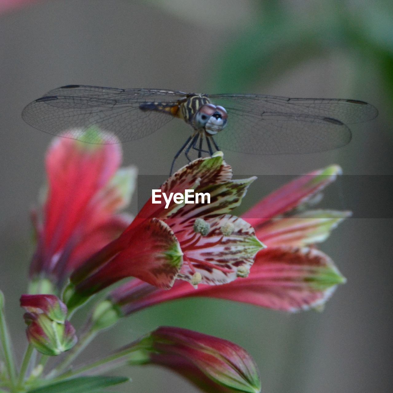 Close-up of insect on flower