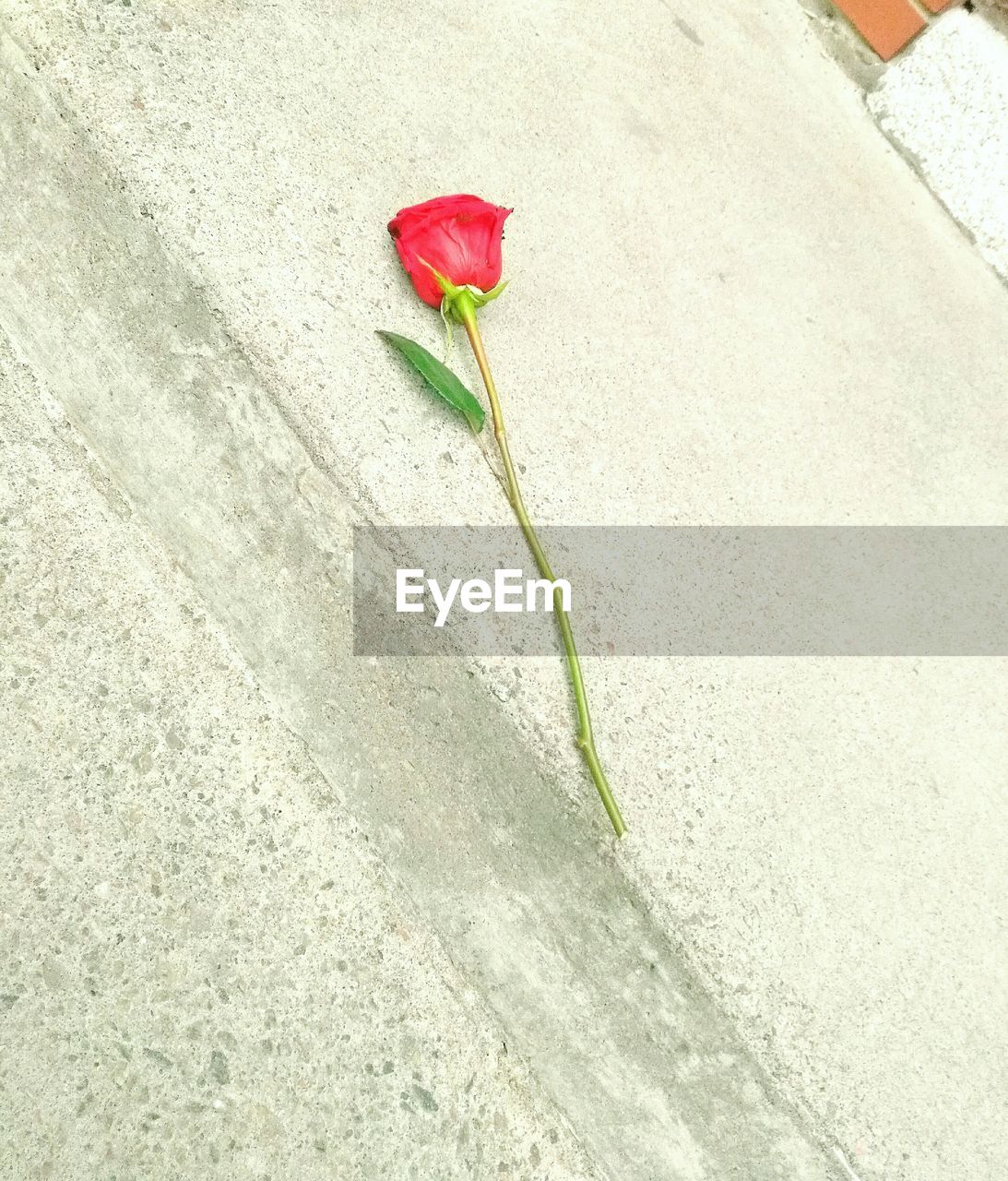 CLOSE-UP OF RED ROSE AGAINST WALL