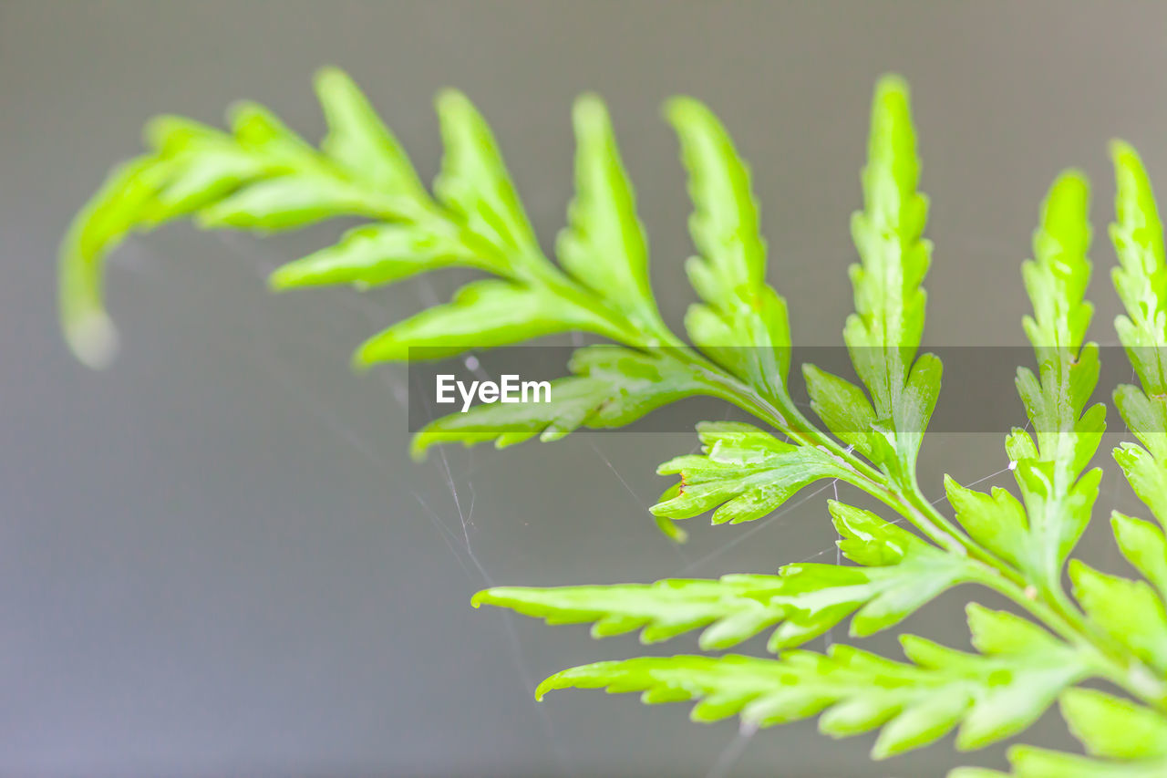 CLOSE-UP OF FRESH PLANT