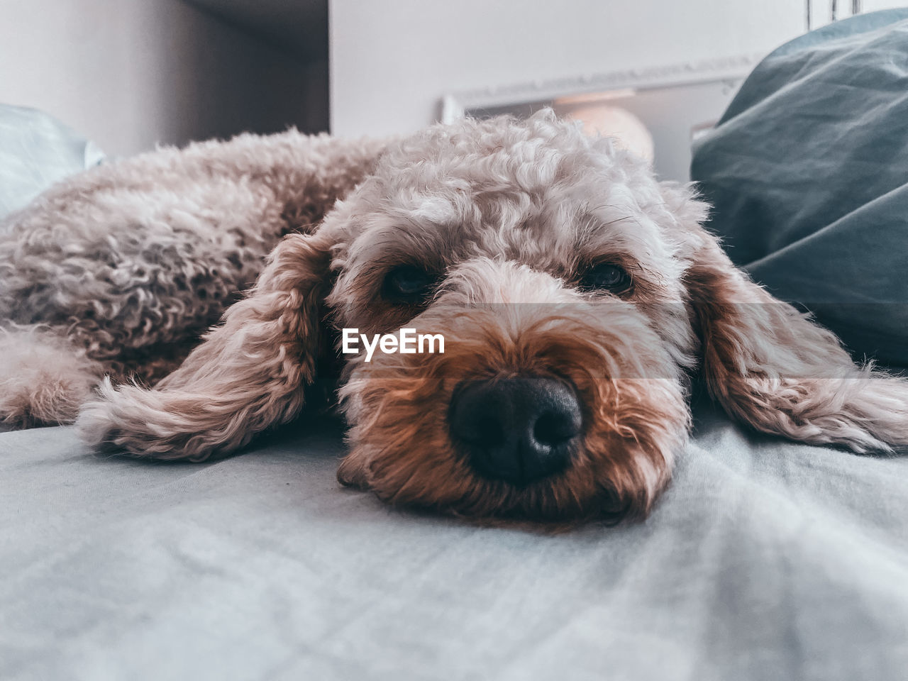 Close-up of dog sitting on bed