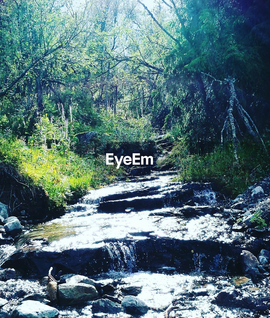 WATERFALL IN FOREST