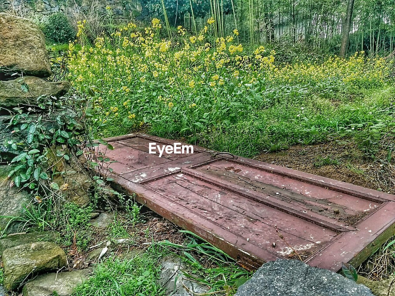 PLANTS GROWING IN YARD