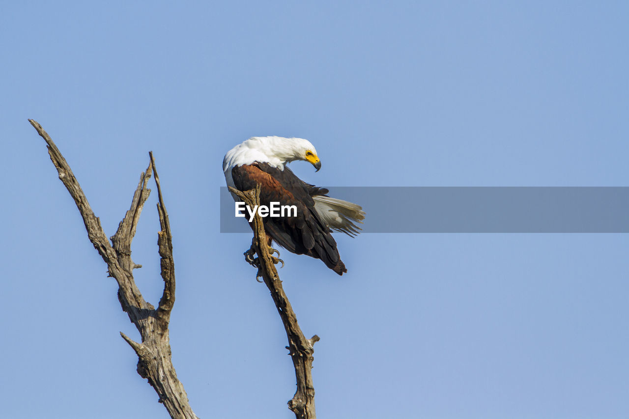 LOW ANGLE VIEW OF EAGLE PERCHING ON TREE AGAINST SKY