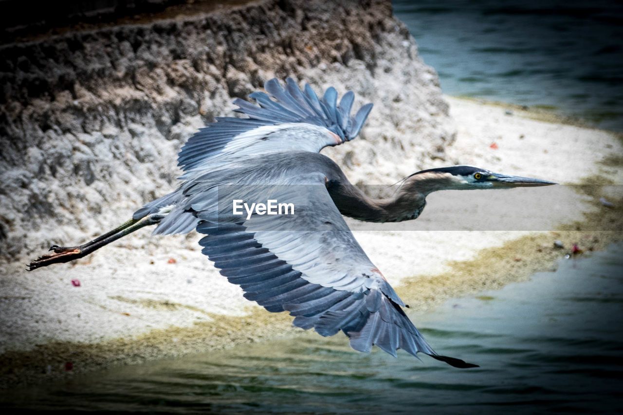 CLOSE-UP OF HERON FLYING