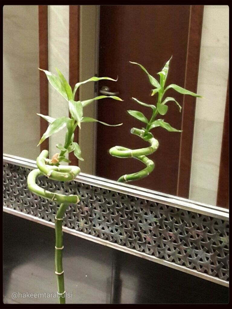 Close-up of curled lucky bamboo