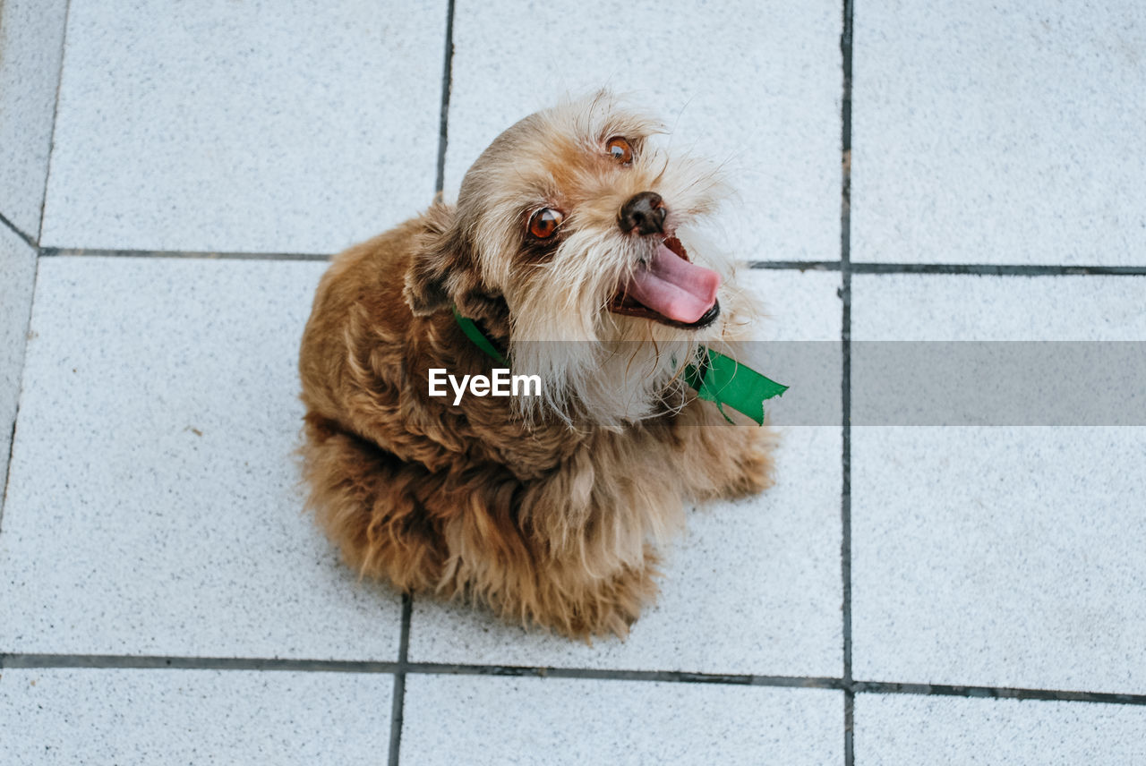 PORTRAIT OF CUTE DOG SITTING ON TILED FLOOR