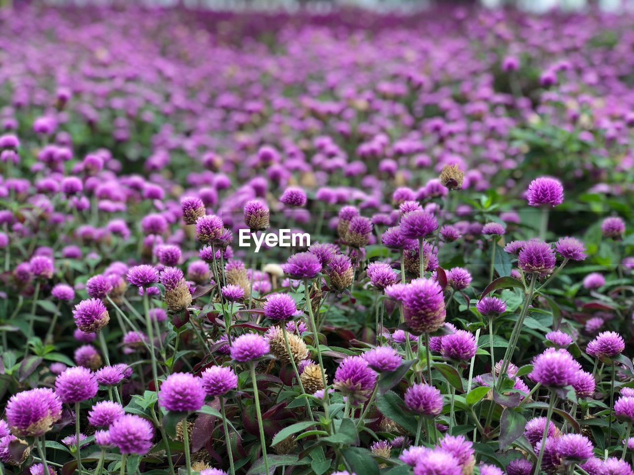 Close-up of purple flowering plants on field