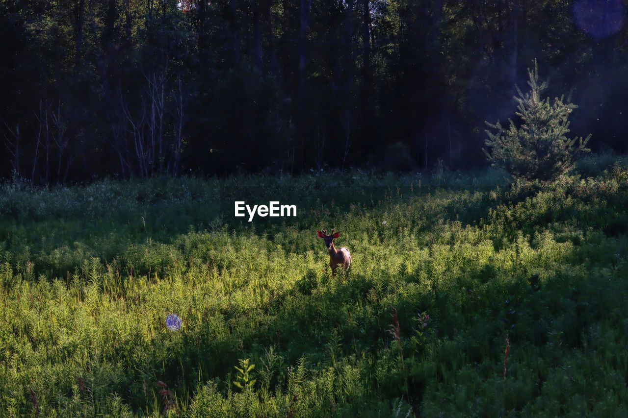 View of deer on field