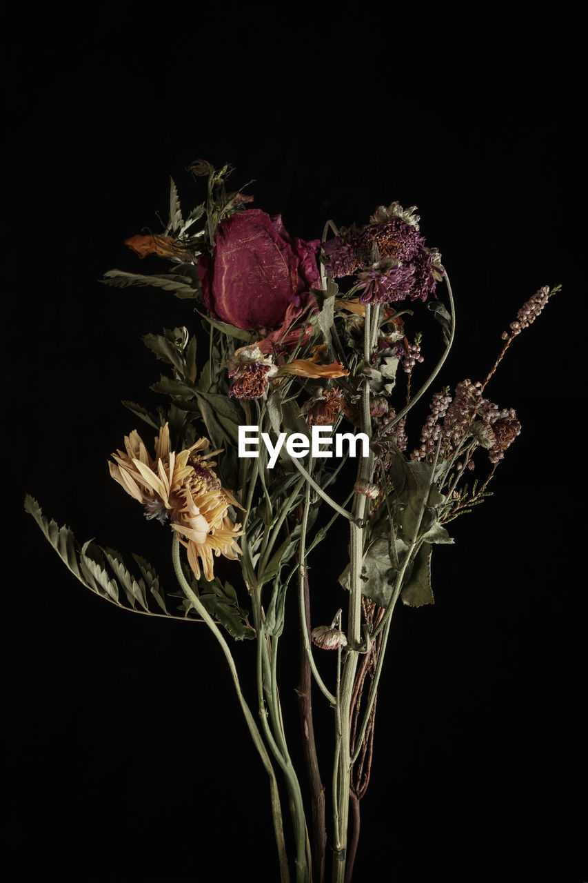 black background, flower, plant, floristry, studio shot, flowering plant, branch, nature, indoors, floral design, leaf, no people, beauty in nature, freshness, food and drink, food, macro photography, still life photography, close-up, cut out, flower arrangement, still life