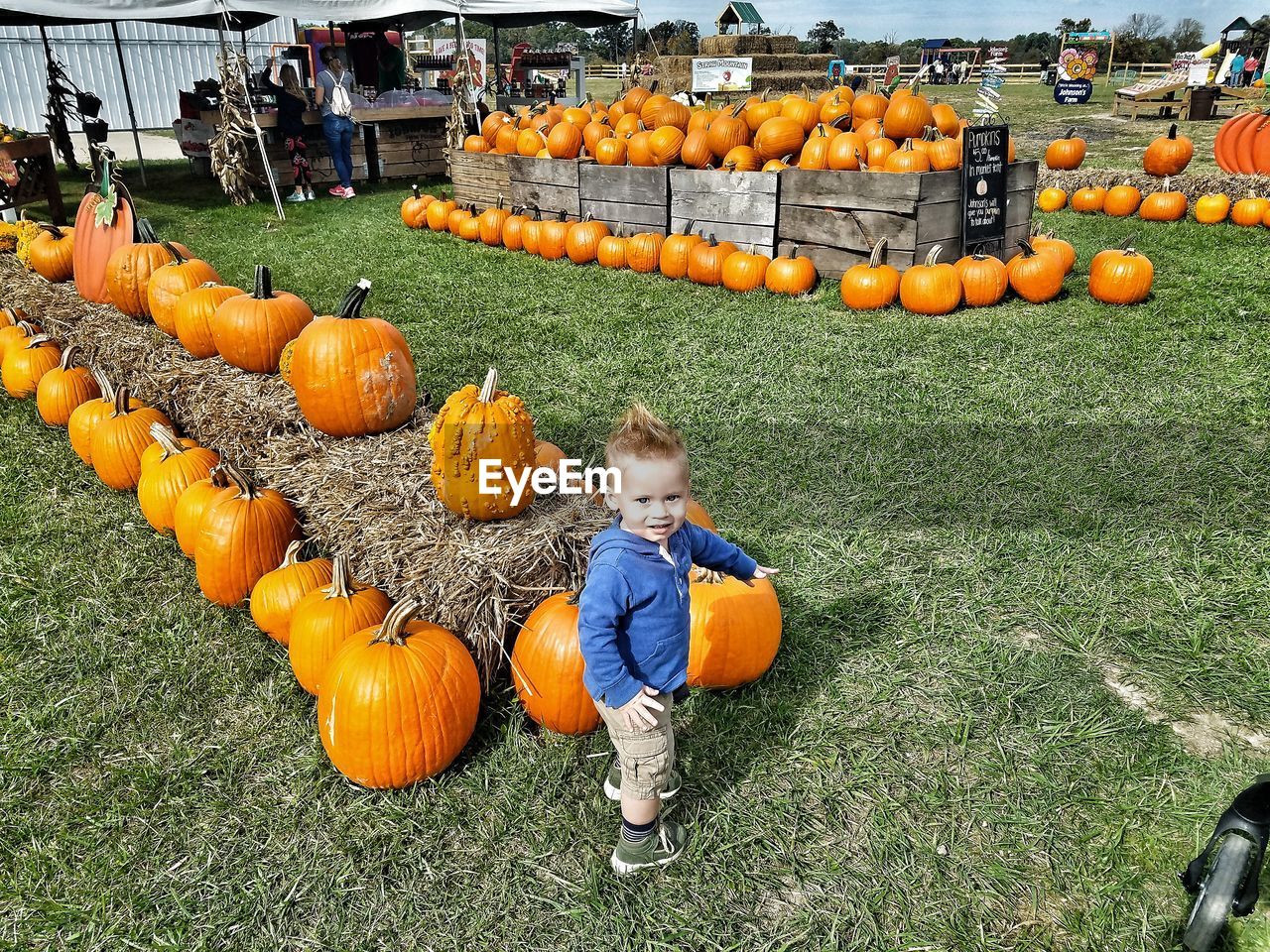 HIGH ANGLE VIEW OF BOY AND PUMPKINS IN PARK