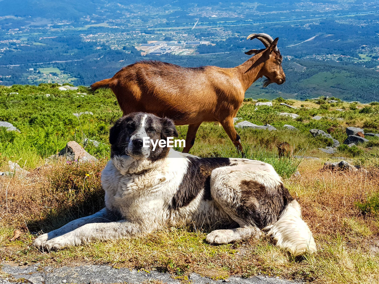 View of a dog on field