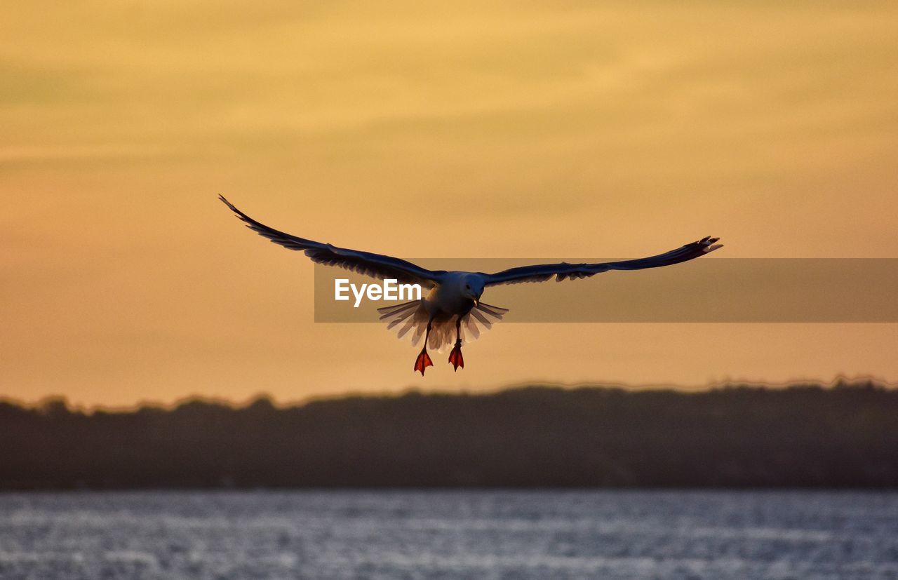 Flying seagull on sunset sky background in rewa