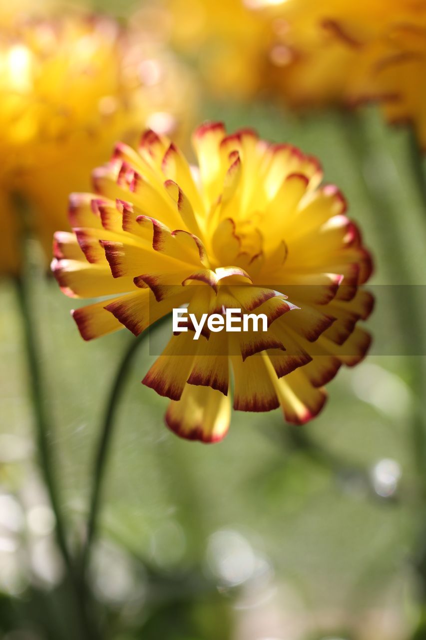 Close-up of yellow flower blooming outdoors