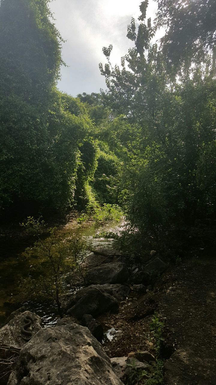 Stream flowing through forest