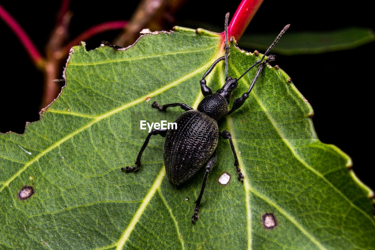 INSECT ON LEAF