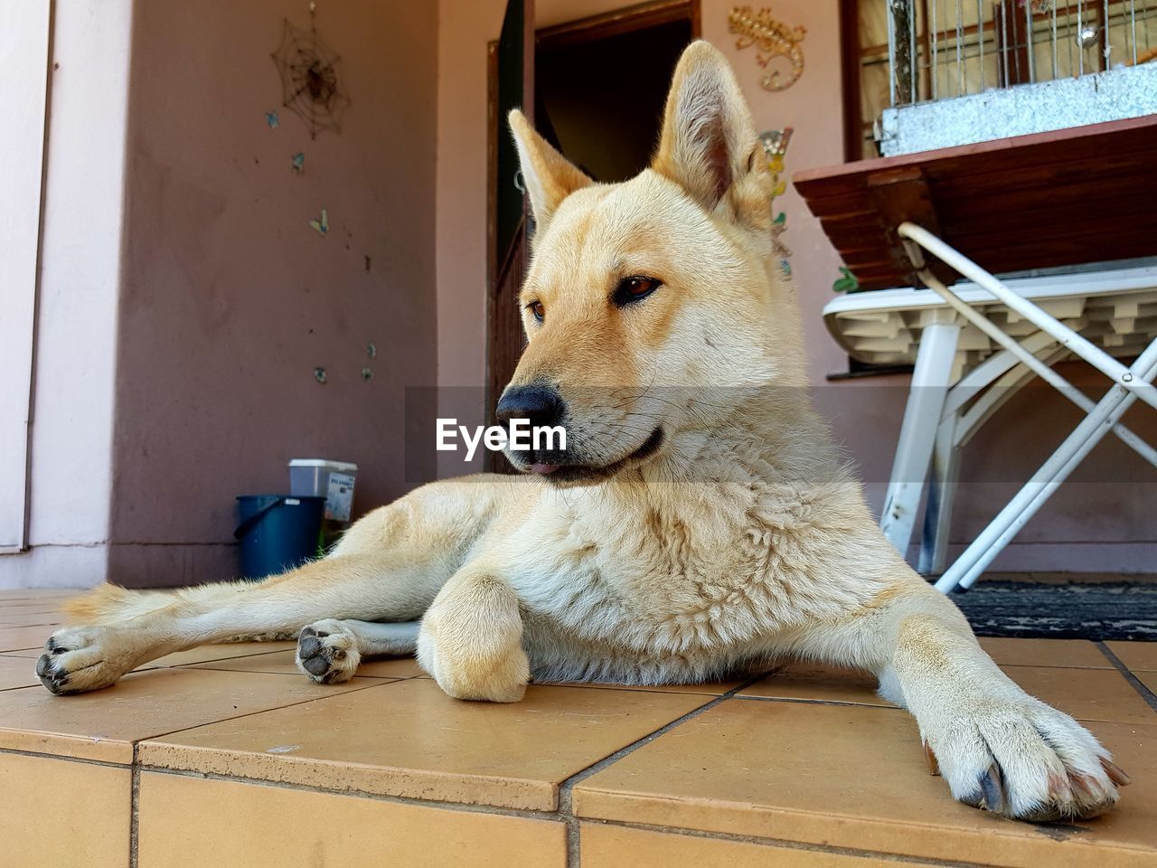 CLOSE-UP OF DOG SITTING ON BLANKET