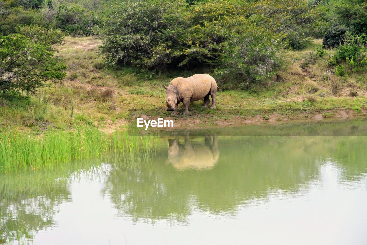 SHEEP IN A WATER