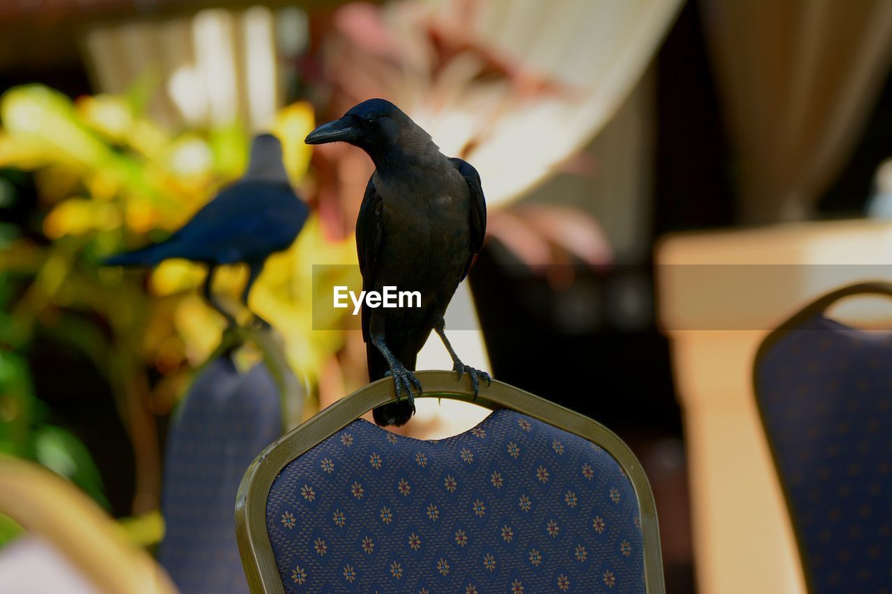 CLOSE-UP OF BIRD PERCHING ON PERSON