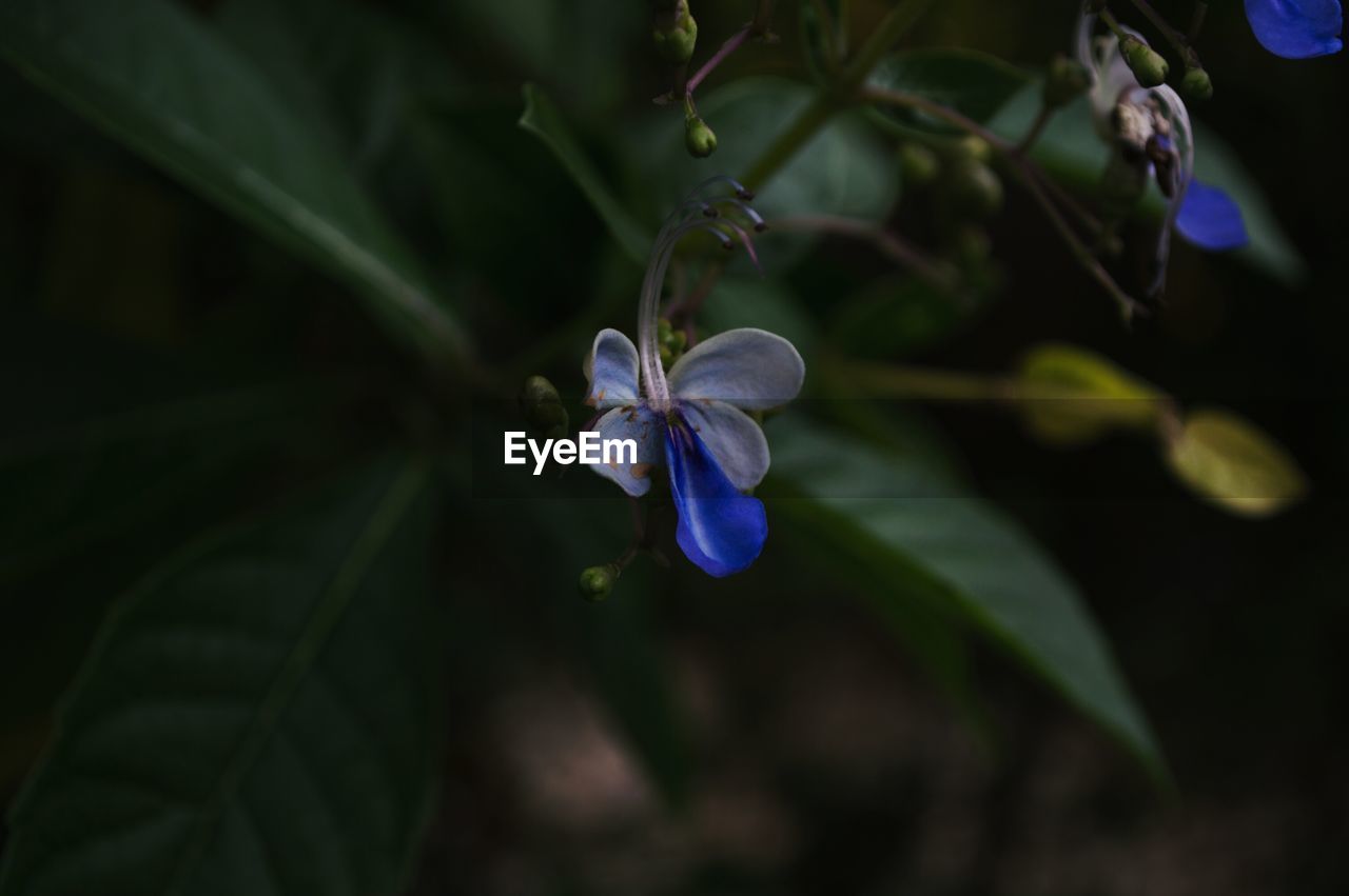 CLOSE-UP OF BLUE FLOWER BLOOMING OUTDOORS