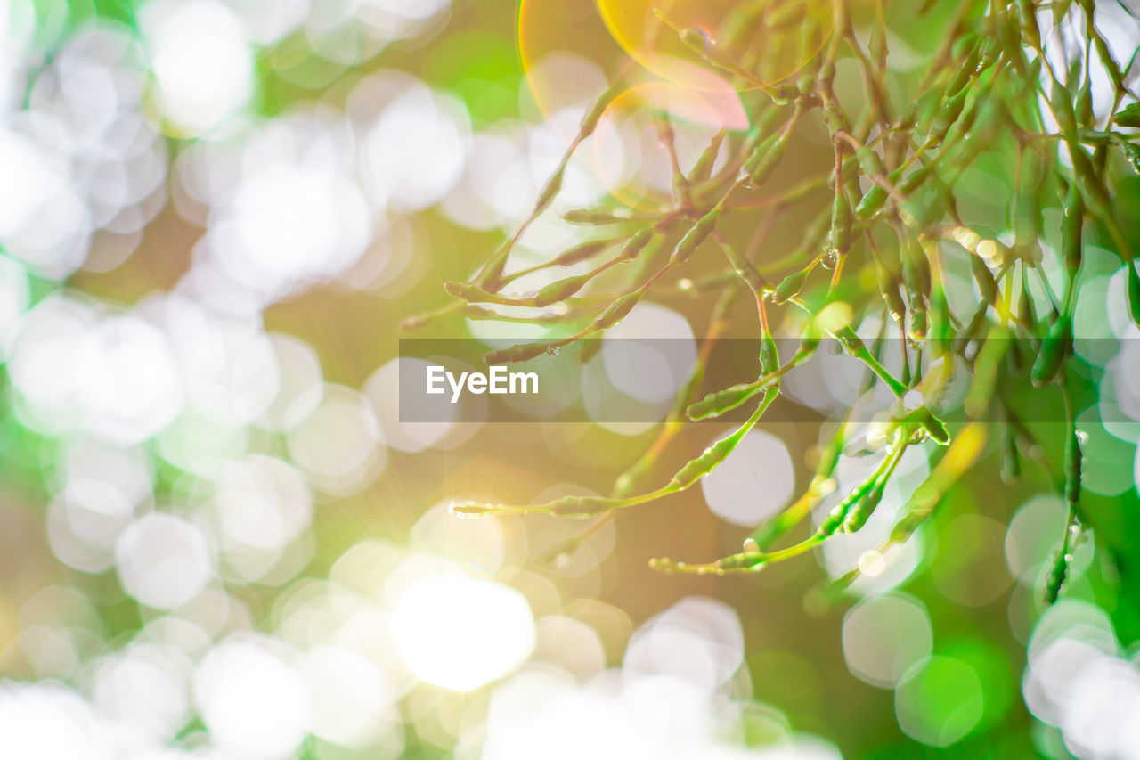 DEFOCUSED IMAGE OF TREE