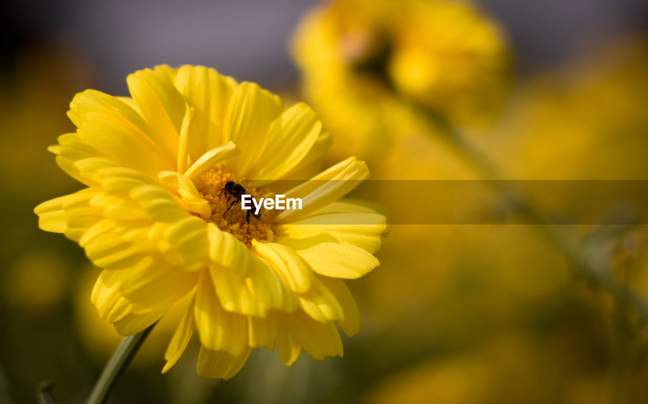 CLOSE-UP OF BEE POLLINATING ON YELLOW FLOWER