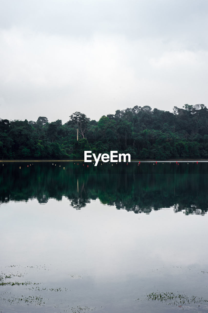 Reflection of trees in lake