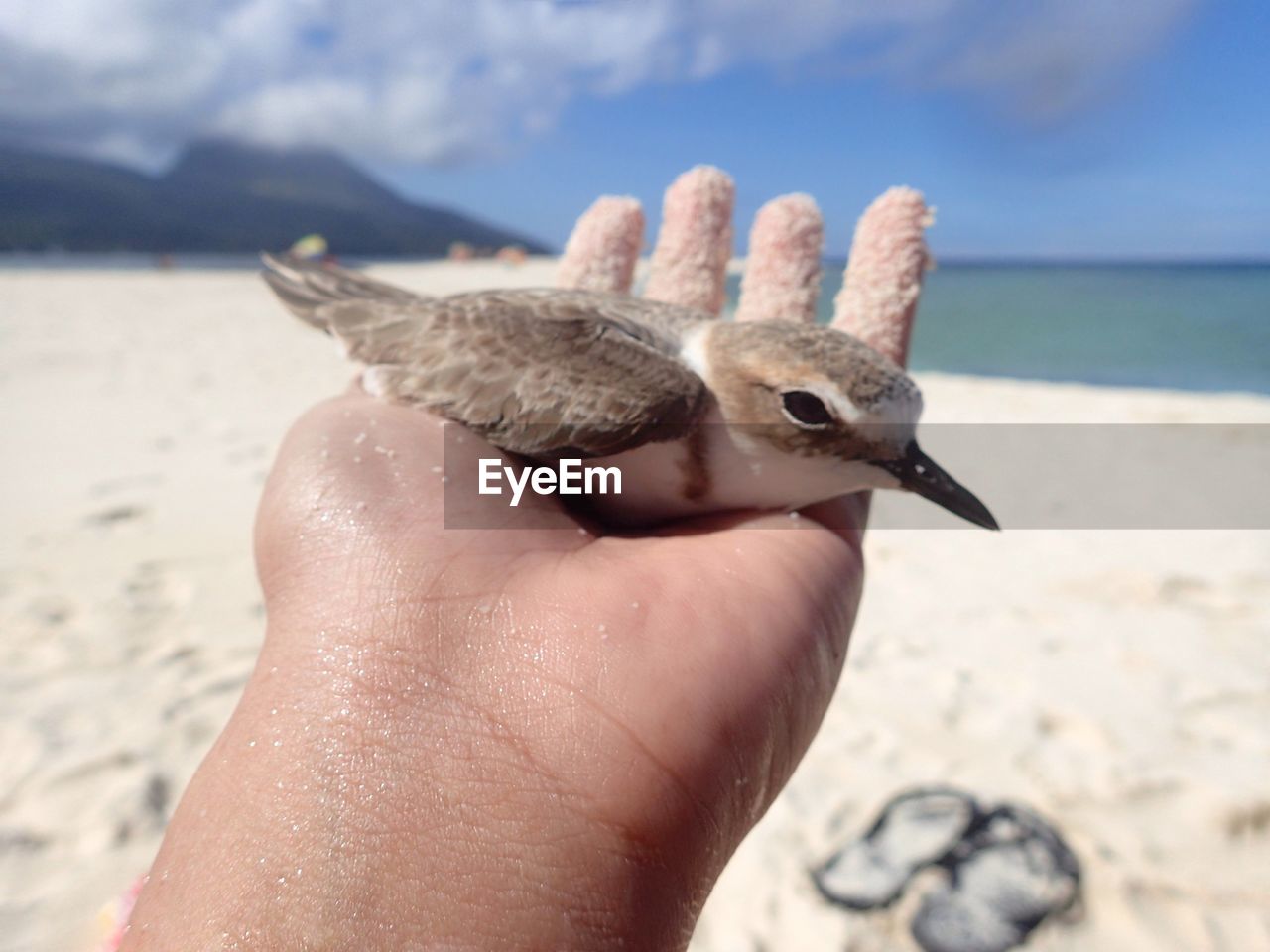 CLOSE-UP OF HAND HOLDING BIRD ON BEACH