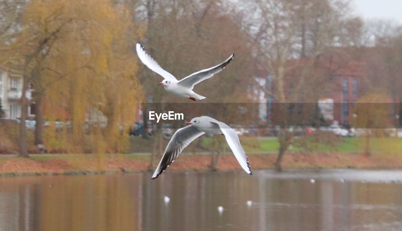 SEAGULL FLYING