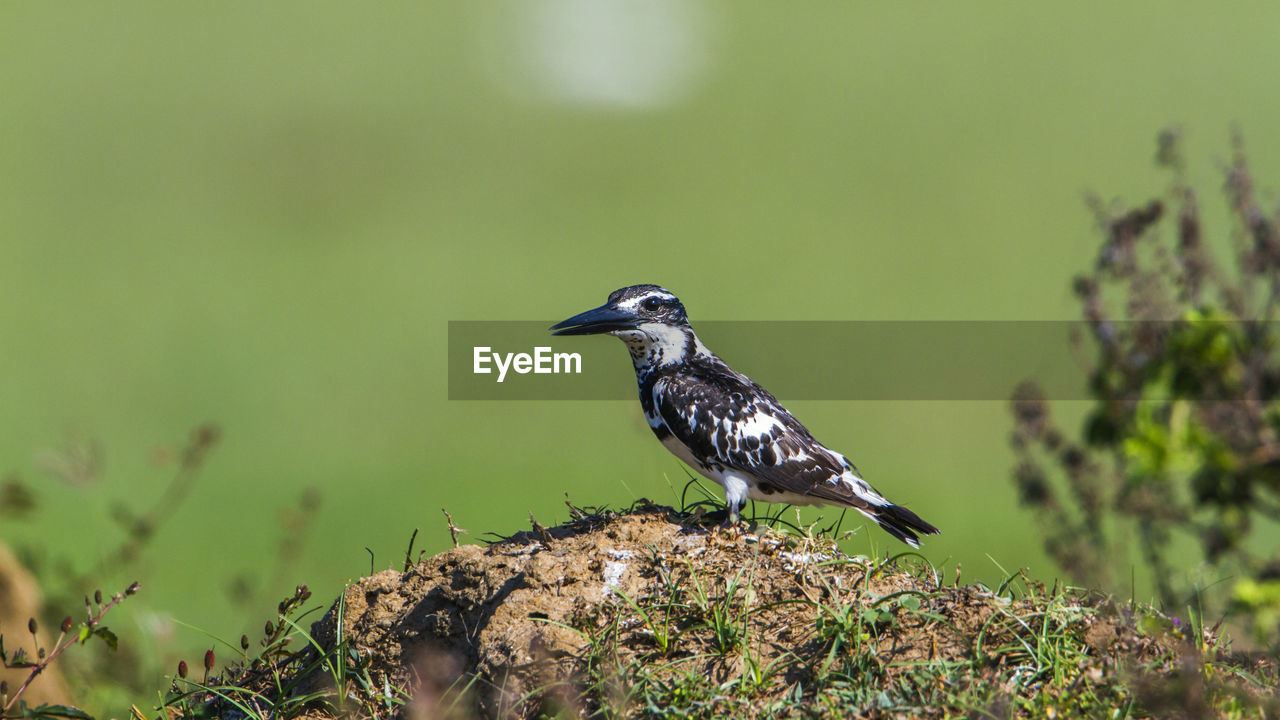 CLOSE-UP OF BIRD PERCHING ON A GREEN PLANT