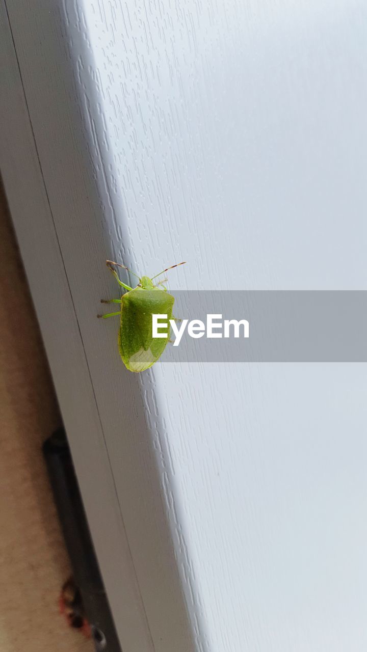 CLOSE-UP OF INSECT ON WALL