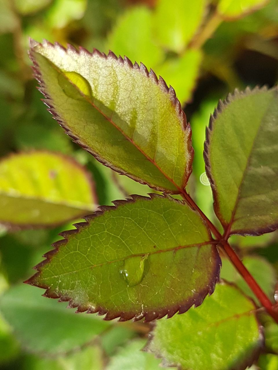 Close-up of fresh green plant