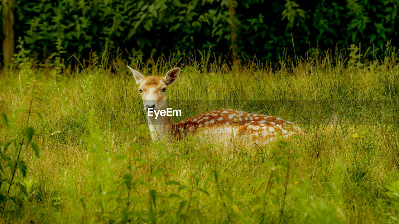 A deer resting on a field