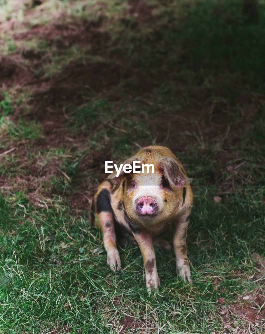 Portrait of pig sitting on field