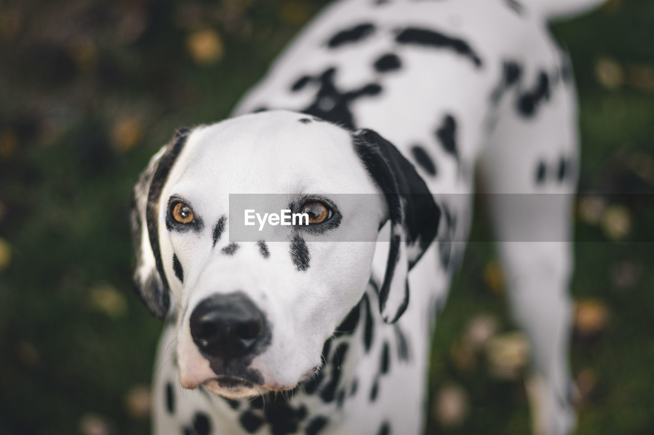 Close-up alert of dalmatian dog