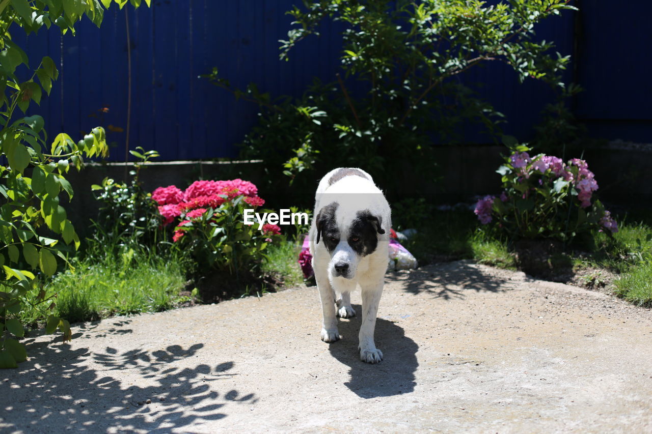 Dog standing in front of white flowering plants