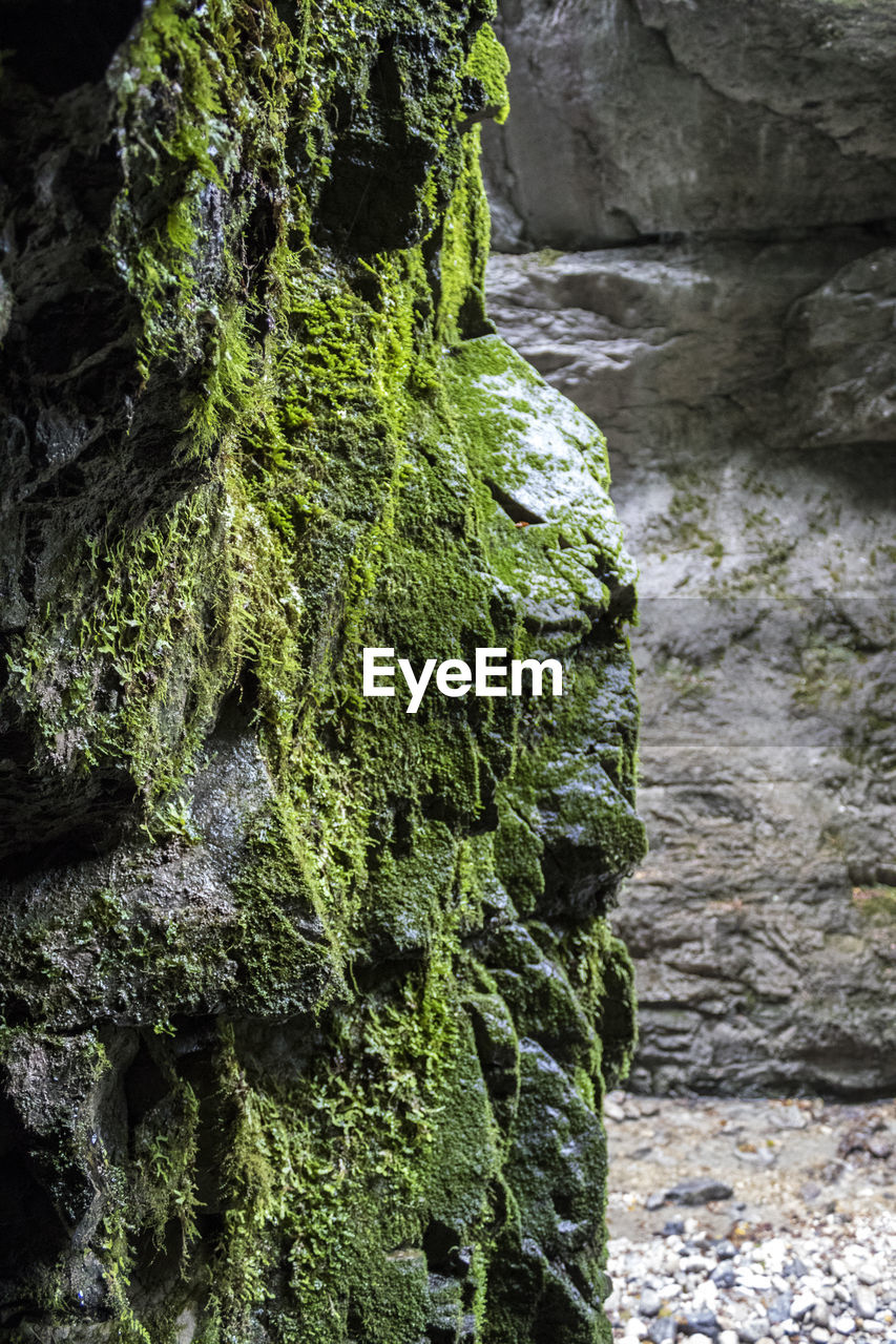 Close-up of moss growing on rock