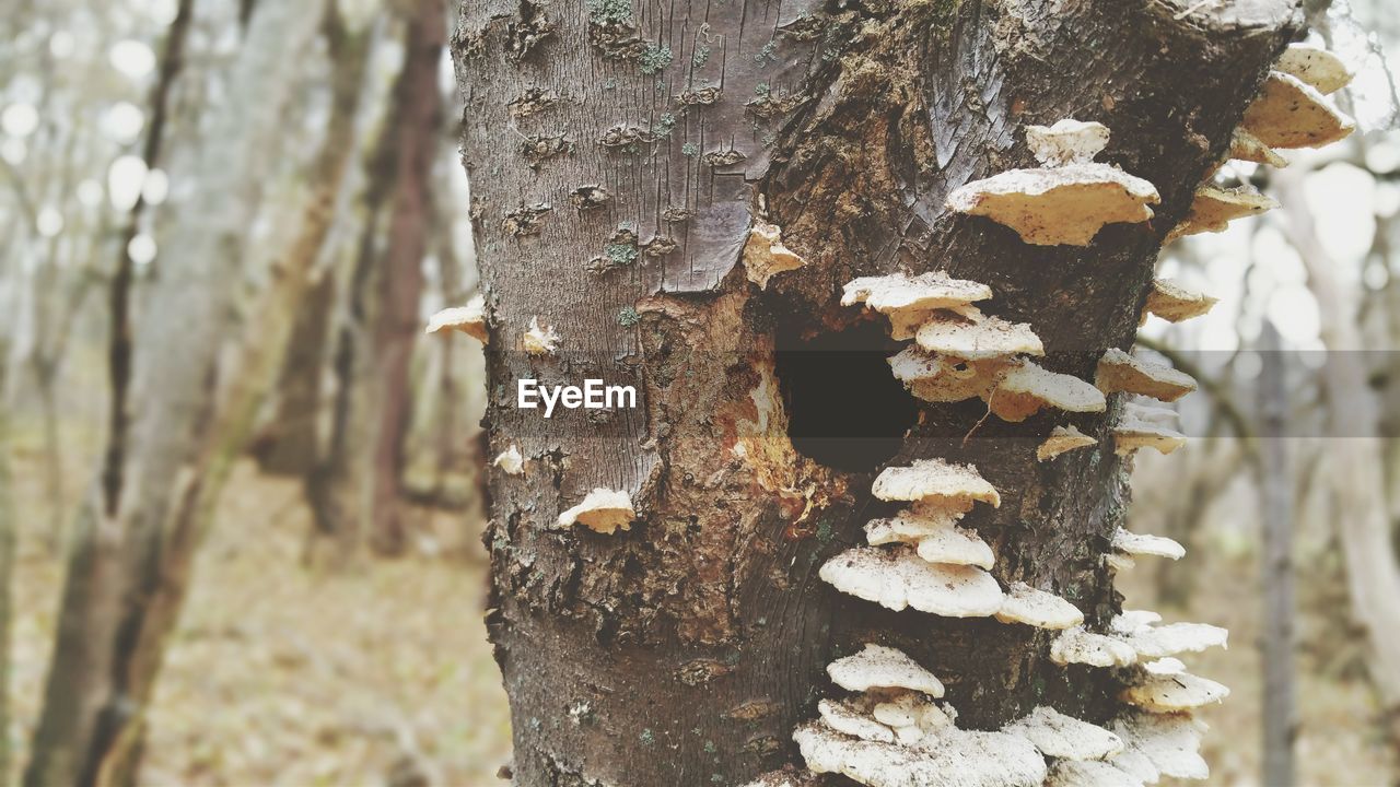 CLOSE-UP OF MUSHROOMS GROWING ON TREE TRUNK