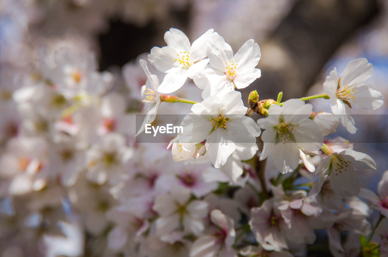 CLOSE-UP OF WHITE CHERRY BLOSSOM OUTDOORS